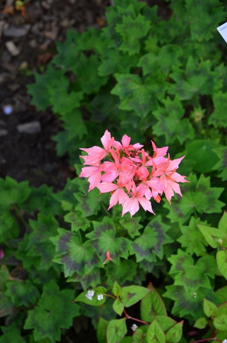 Pelargonium x 'Stellar saumon'